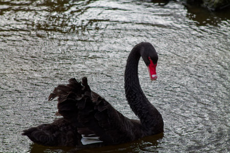 A graceful black swan gliding on the water, showcasing its elegant neck and distinctive red bill. The rippling water creates a serene atmosphere.の写真素材