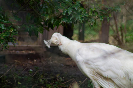A white bird with a unique feathered crest, partially obscured by foliage. The background is blurred, focusing on the bird's head and neck.の写真素材