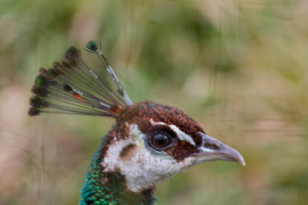 A close-up of a peacock's head showcasing its vibrant feathers and distinctive crest. The bird's eye is sharp and the colors are rich, highlighting the beauty of nature.の写真素材