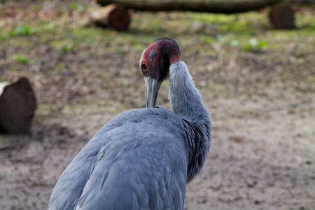 A close-up of a gray crane with a distinctive red crown, looking back over its shoulder. The background is blurred, showcasing a natural setting with soft earth tones.の写真素材