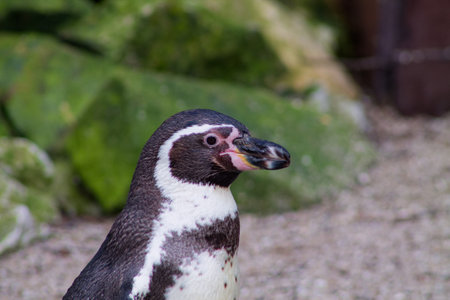 A close-up of a penguin with a distinctive black and white plumage, standing on a rocky surface. The background features green moss and blurred natural elements, creating a serene environment.の写真素材