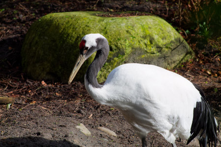 A graceful white crane with a black neck stands near a large moss-covered rock in a natural setting.の写真素材