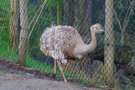 A large, flightless bird with a long neck and a round body, standing near a fence in a natural setting. The bird has a light brown and gray plumage, blending with the environment.の写真素材