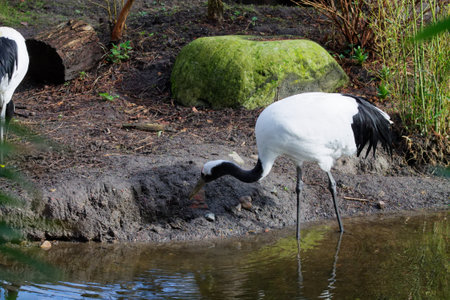 A white crane with black wing tips stands near a water body, pecking at the ground. The background features greenery and a moss-covered stone.の写真素材