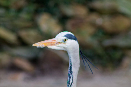 A close-up of a heron's head, showcasing its long beak and distinctive features. The background is blurred, emphasizing the bird's profile.の写真素材