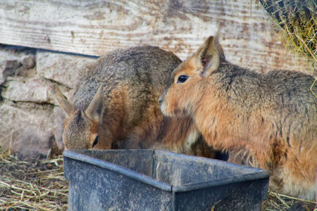 Two small mammals, resembling large rabbits, are foraging near a black feeding container in a rustic setting with wooden walls and hay.の写真素材