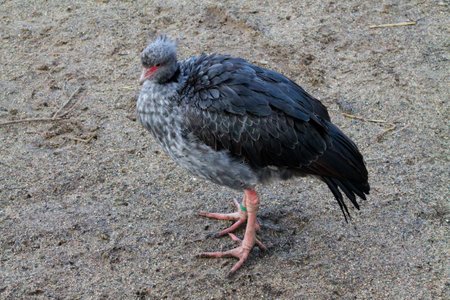 A solitary bird standing on sandy ground, featuring a grayish plumage with a slightly fluffy appearance. Its legs are pinkish, and it has a rounded body shape.の写真素材