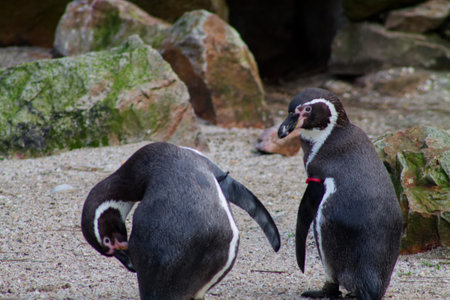 Two penguins standing on sandy ground with rocks in the background. One penguin is bending down, while the other stands upright, showcasing their distinctive black and white plumage.の写真素材