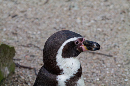 A close-up of a penguin with a distinctive black and white plumage, featuring a smooth head and a beak. The background is sandy and blurred, emphasizing the penguin's features.の写真素材