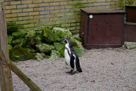A solitary penguin standing on a sandy surface with rocks in the background. The penguin has a black and white plumage, typical of its species, and is facing slightly to the side. The environment appears to be a zoo or a similar habitat.の写真素材