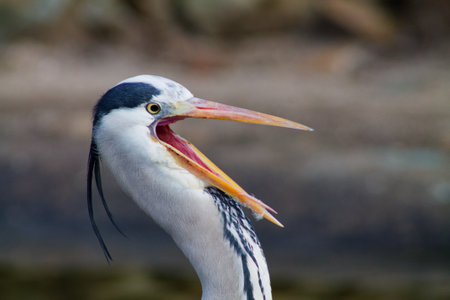 A close-up of a heron with its beak wide open, showcasing its long neck and distinctive features. The background is blurred, highlighting the bird's details.の写真素材