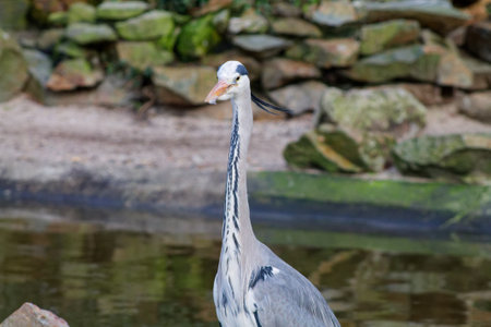 A close-up of a heron standing near a body of water, with a rocky background. The bird has a long neck and distinctive plumage, showcasing its elegant features.の写真素材