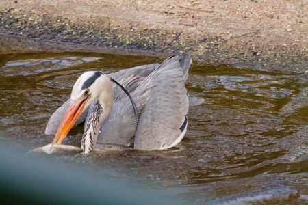 A heron standing in shallow water, catching a fish. The bird has a long neck and sharp beak, with gray and white feathers. The water is rippling around it, indicating movement.の写真素材