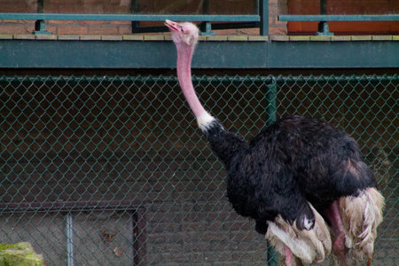 An ostrich with a long neck and black and white feathers, standing near a fence. The bird appears curious, looking upwards.の写真素材