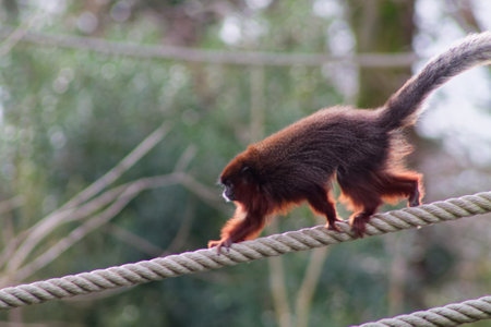 A small monkey walking along a thick rope, with a lush green background. The monkey has a brown fur coat and a long tail, showcasing its agility and playful nature.の写真素材