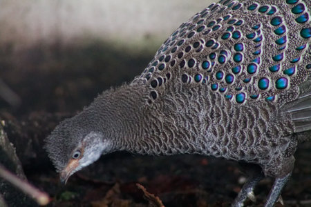 A close-up of a bird with intricate feather patterns, showing iridescent blue and green spots. The bird is in a natural setting, partially obscured by foliage.の写真素材
