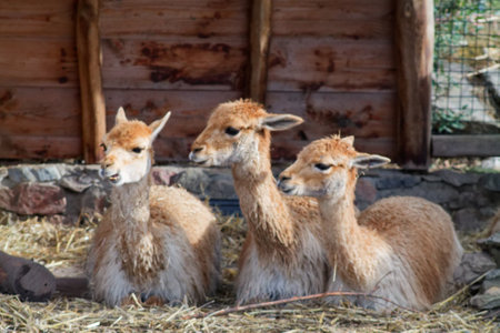 Three guanacos resting in a straw-filled enclosure, with a wooden background. Their fur is light brown and they have distinctive facial features.の写真素材