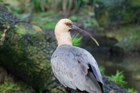 A close-up of a bird with a long beak, standing on a log near water. The bird has a pale yellow head and grayish body feathers, surrounded by greenery.の写真素材