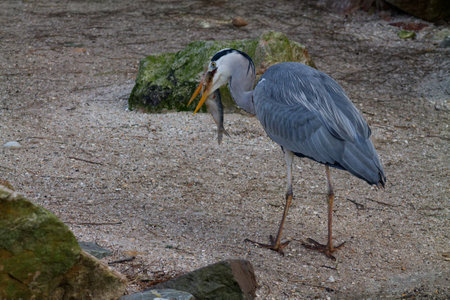 A gray heron standing on a sandy surface, holding a fish in its beak. The background features rocks and a natural setting, suggesting a habitat near water.の写真素材