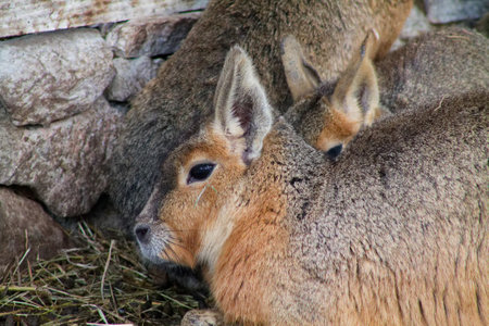 Close-up of two Patagonian mara resting against a stone wall, showing their soft fur and large ears. The background is blurred, emphasizing the animals' features.の写真素材