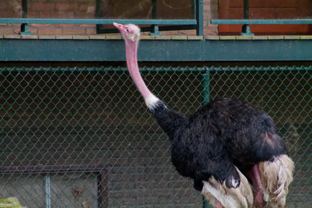 A large ostrich with a long neck and black feathers stands near a fence. The background features a building with windows, creating a natural habitat setting.の写真素材