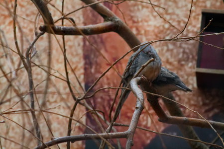 A bird perched on a branch among bare twigs, with a blurred background. The bird is mostly hidden, blending into the natural environment.の写真素材