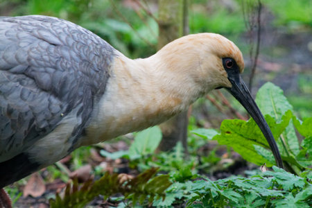 A close-up of a bird with a long, curved beak and grayish feathers. The bird is foraging among green foliage, showcasing its distinctive features and natural habitat.の写真素材