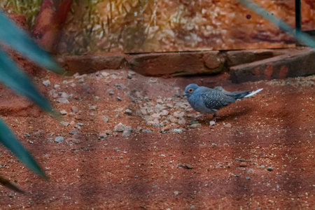 A small bird with gray plumage and white spots foraging on the ground in a natural setting. The background features earthy tones and textures, with some foliage in the foreground.の写真素材