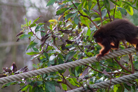 A small monkey climbing on a thick rope amidst lush green foliage. The monkey has a dark fur coat with reddish-brown accents on its limbs, showcasing its agility and curiosity in a natural setting.の写真素材