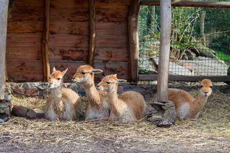 A group of four guanacos resting in a barn-like structure with straw on the ground. The animals have light brown fur and are positioned closely together, with one guanaco slightly separated from the others.の写真素材