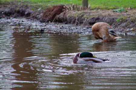 A serene pond scene featuring a male duck with a green head swimming in the water, creating ripples. In the background, a female duck is preening herself on the shore. The environment is lush and green, reflecting a peaceful natural setting.の写真素材