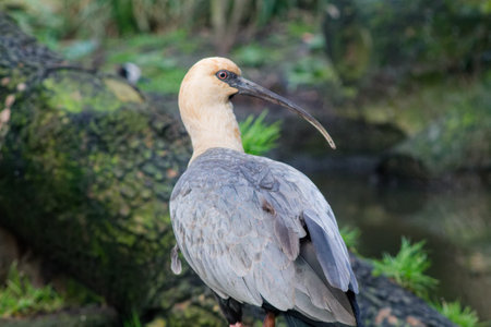 A close-up of a bird with a long beak, standing on a log near water. The bird has a gray body and a light-colored head, surrounded by greenery.の写真素材