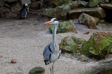 A gray heron stands on a sandy area surrounded by rocks, with a penguin in the background. The heron has a long neck and beak, showcasing its elegant posture.の写真素材