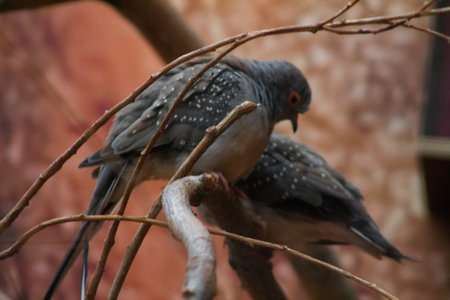 Two birds perched on a branch, with gray feathers and speckled patterns. The background is blurred, creating a soft focus effect. The birds appear to be interacting with each other.の写真素材