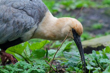 A close-up of a bird with a long beak, foraging among green foliage. The bird has a light gray body and a pale yellow head, blending into its natural environment.の写真素材