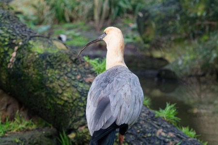 A bird with a long beak and gray feathers, standing on a log near a water body. The bird is facing away, showcasing its profile against a natural background of greenery and water.の写真素材