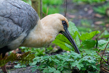 A close-up of a bird with a long beak foraging among green foliage. The bird has a gray body and a light-colored head, blending into its natural habitat.の写真素材
