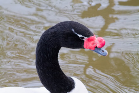 A close-up of a black-necked swan with a distinctive red knob on its bill, swimming in calm water. The swan's elegant neck is curved gracefully, showcasing its unique features.の写真素材