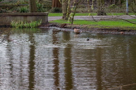 A serene pond scene featuring a duck swimming in the water, creating ripples. The surrounding area includes grass and trees, adding to the tranquil atmosphere.の写真素材