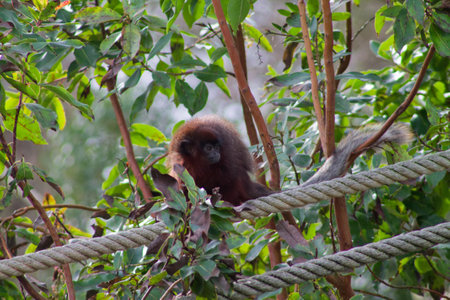 A monkey resting on a rope surrounded by lush green foliage. The monkey has a fluffy coat and is perched among the branches, blending into its natural habitat.の写真素材