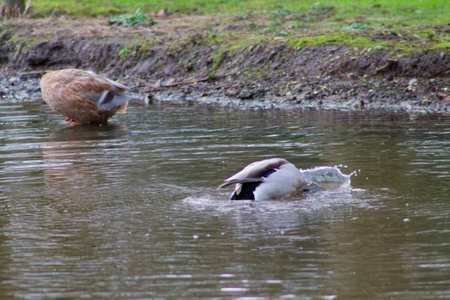 A scene depicting two ducks in a pond. One duck is diving underwater, creating splashes, while the other is foraging on the shore. The setting is natural with green grass and a calm water surface.の写真素材