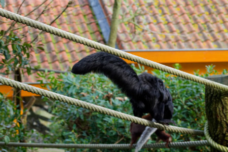 A black animal with a long tail is seen climbing on ropes in a natural setting, surrounded by greenery and a blurred background.の写真素材