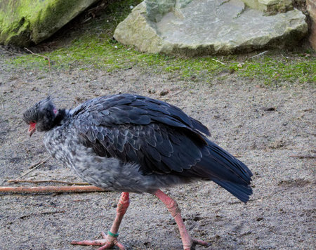 A bird with a grayish-black plumage walking on sandy ground, surrounded by rocks and greenery.の写真素材