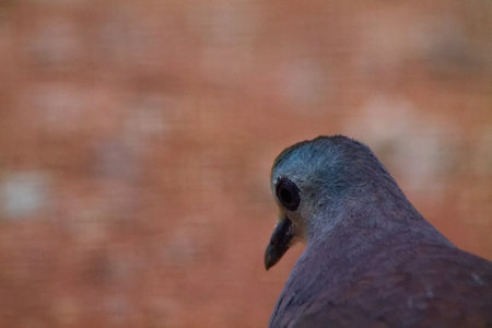 A close-up of a bird's head, showcasing its profile against a blurred background. The bird has a grayish-blue head and a dark body, with a soft focus that emphasizes its features.の写真素材