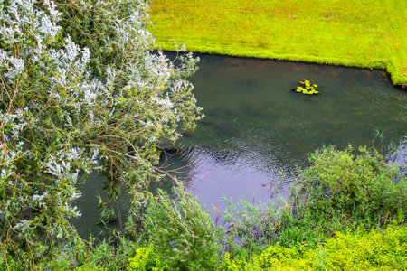 A serene landscape featuring a calm pond surrounded by lush greenery. The water reflects the surrounding plants, with a few lily pads visible on the surface. A tree with silvery leaves hangs over the water, enhancing the tranquil atmosphere.の写真素材