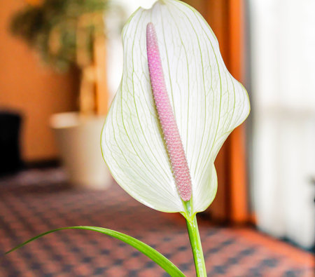 A close-up of a white flower with a long pink spadix and green veins on its petals, set against a blurred indoor background.の写真素材