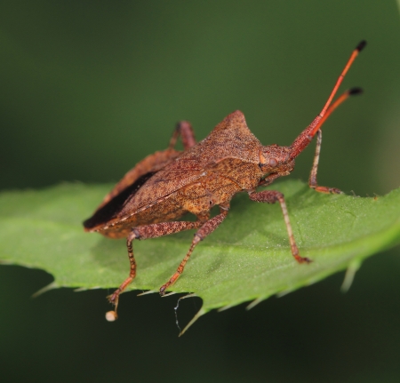 Insectの写真素材