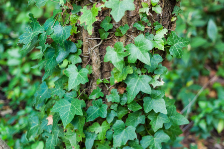 Close-up of Hedera helix or common ivy leaves around tree trunkの写真素材