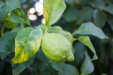 Close-up of a lemon tree with a green lemon growing. Soller Valley, Majorca, Spainの写真素材