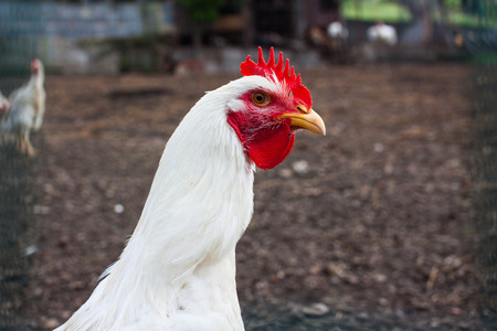 Close-up of a head of a white Leghorn chickenの写真素材